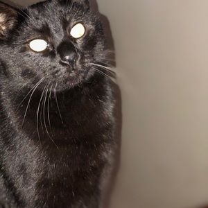 Meet your Posher, Ella